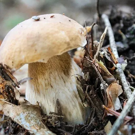 Spacieuse Avec Bien-etre, Parking, Wifi, A - Fr-1-582-491